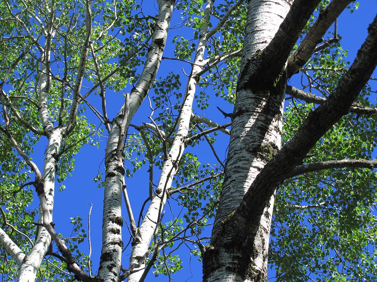 White birches against the sky in the Superior National Forest, Minnesota, rendered in ink and gold duotone.
